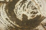 Polished Petrified Wood (Dicot) Round - Live Oak County, Texas #144662-1